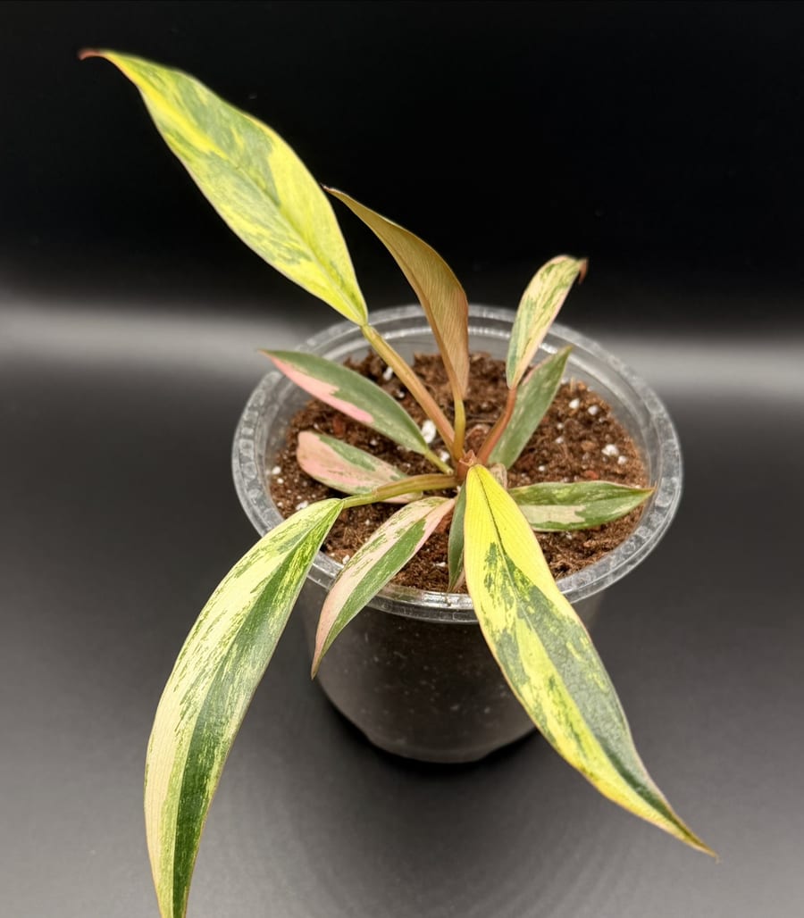 A Philodendron Caramel Marble with pink, cream and green striped narrow leaves