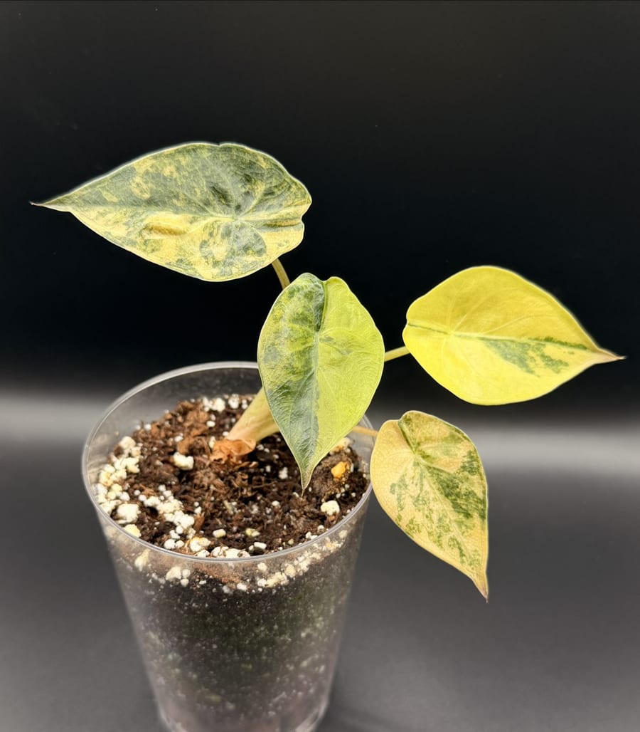 A young variegated Alocasia wentii, its four leaves marked with buttery yellow sectoring
